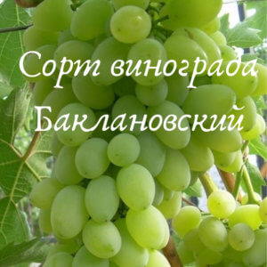 сорт баклановский