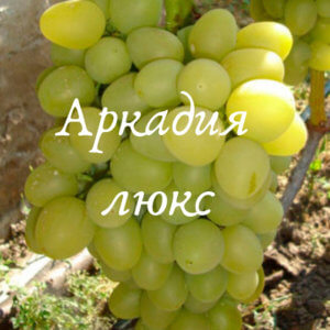сорт винограда аркадия люкс