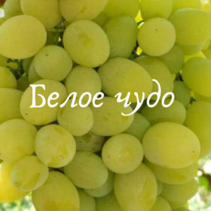 сорт винограда белое чудо