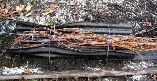 раскрытие винограда после зимы