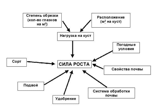 Факторы, влияющие на силу роста