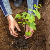 удобрения при посадке винограда