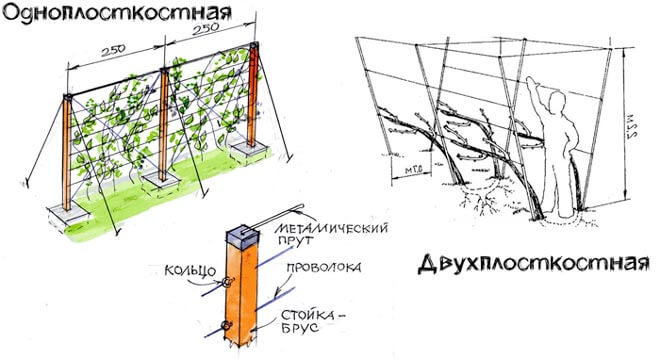типы шпалеры
